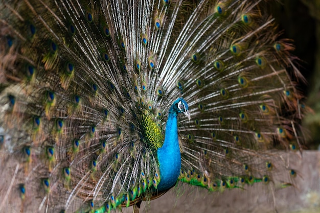 Paon avec de belles plumes gros plan de paon