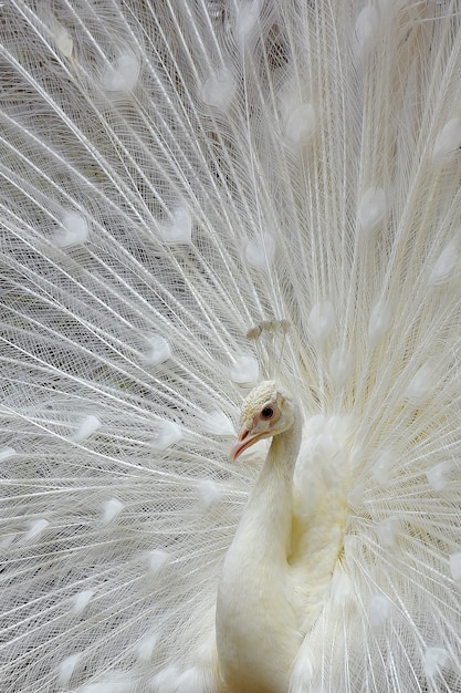 Paon blanc avec une belle plume