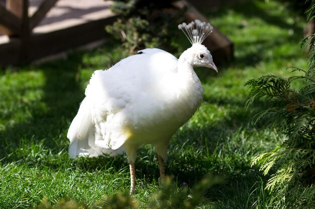 Paon blanc sur l'herbe verte