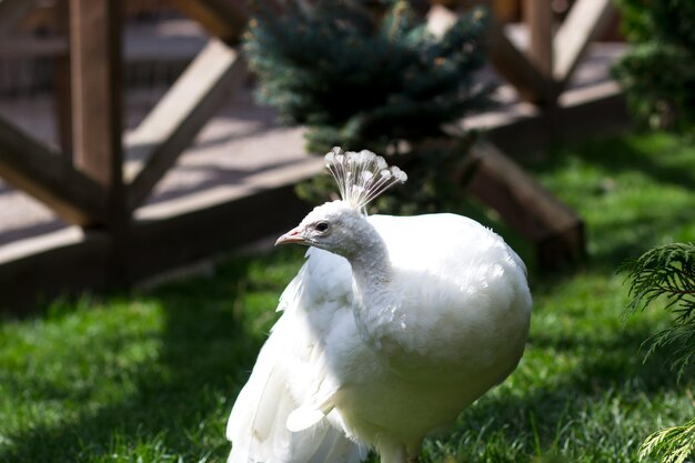 Paon blanc sur l'herbe verte