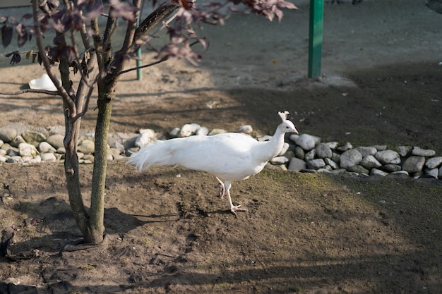 Paon blanc marche sur le terrain