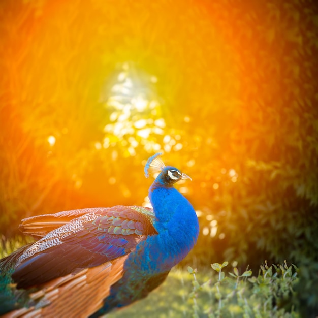 Paon bleu dans un magnifique parc sous les rayons du soleil chaud se promène sur la pelouse