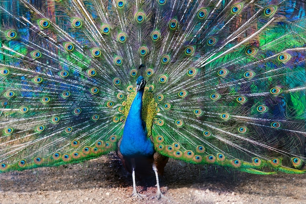 Paon bleu écartant sa queue comme un éventail