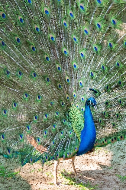 Paon bleu vert avec des plumes