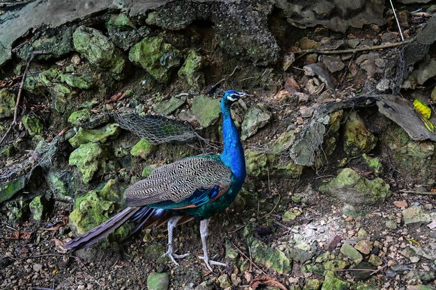 Le paon dans le zoo de Shou Shan, ville de Kaohsiung, Taïwan