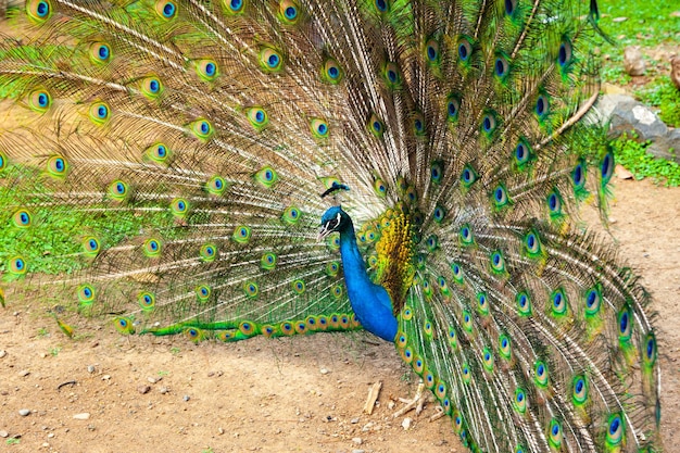 Le paon a déployé ses plumes