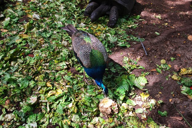 Paon sur l'île pénitentiaire de Zanzibar, Tanzanie