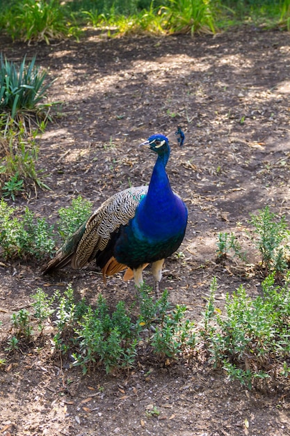 Paon indien ou paon bleu Pavo cristatus