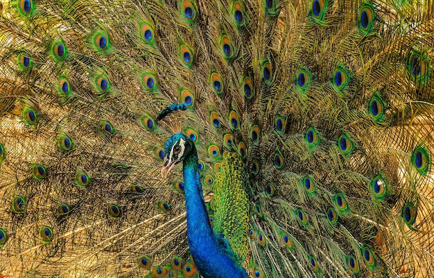 Paon indien ou paon indien ailes déployées mâle étend ses plumes de la queue dans toute sa splendeur pour attirer la paonne femelle