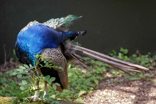 Paon indien (Pavo cristatus)