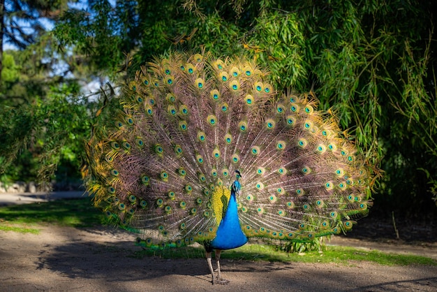 Paon majestueux dans un parc pendant la journée