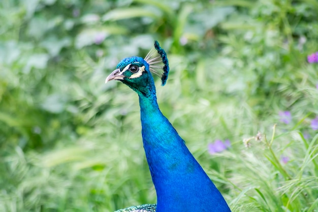 Paon mâle dans le domaine des paons indiens paons bleus ou Pavo cristatus