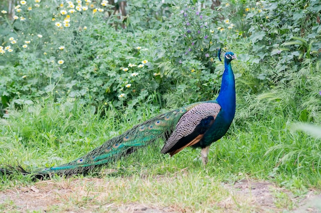 Paon mâle dans le domaine des paons indiens paons bleus ou Pavo cristatus