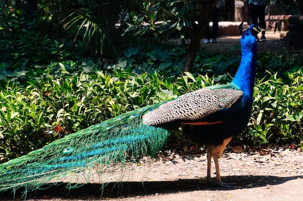 paon marchant dans un parc à la lumière du jour et montrant sa queue