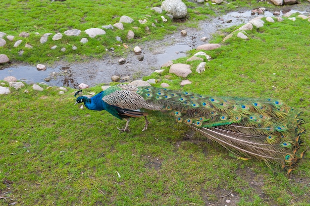 Paon marchant sur l'herbe verte au petit matin