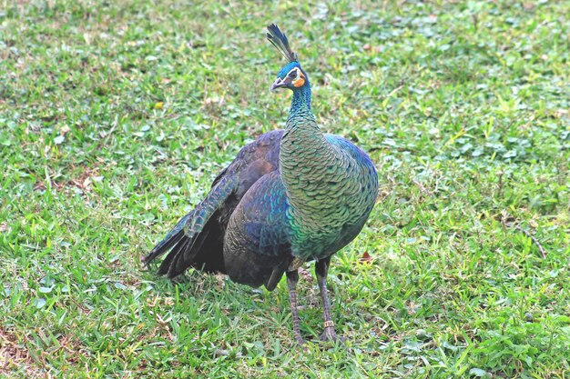 Photo un paon marchant le long de l'herbe avec sa queue vers le bas