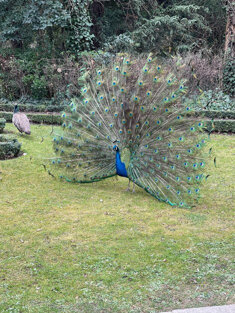 paon montrant ses plumes étalées