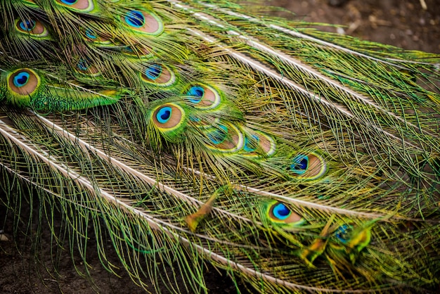 Paon montrant ses plumes de queue étendues