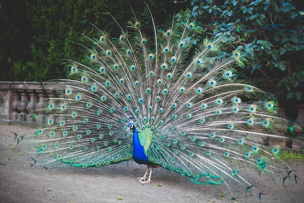 Paon paon mâle affichant ses plumes de la queue