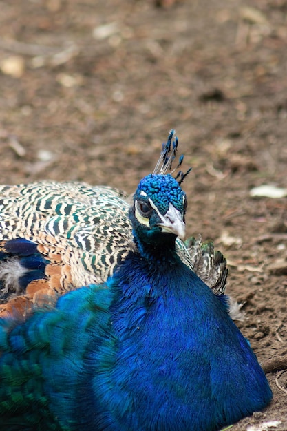 Paon perché sur le sol Pavo cristatus