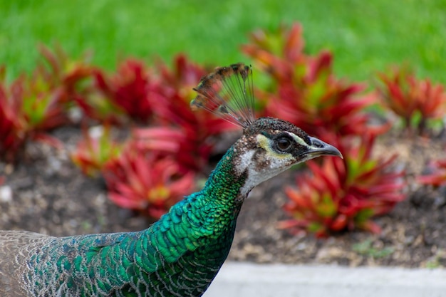 Photo un paon avec une plume sur la tête se tient devant des plantes.