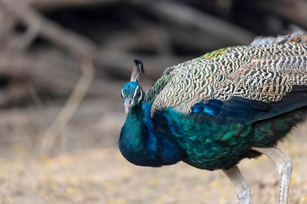 Un paon avec des plumes bleues et vertes et une tête verte