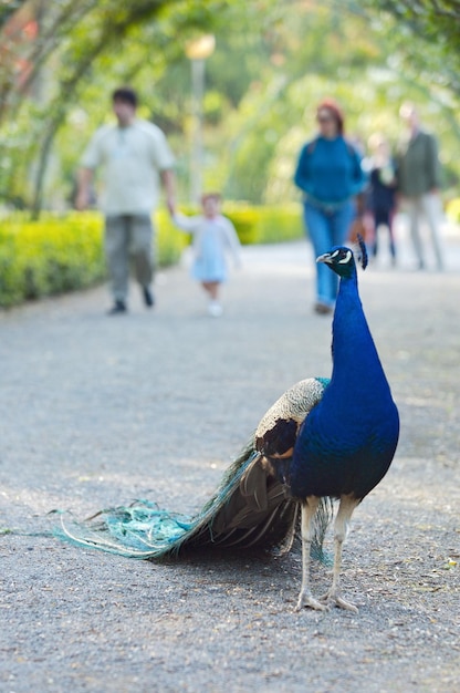 Un paon qui marche sur un sentier dans un parc