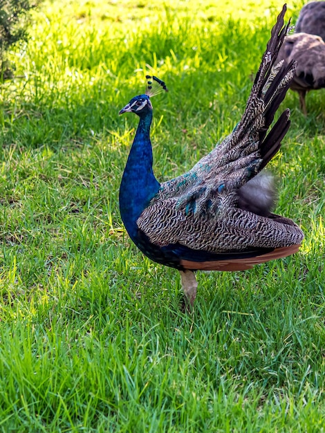 Le paon se tient dans l'herbe verte basse