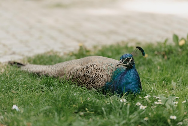 Un paon se trouve sur l'herbe à midi