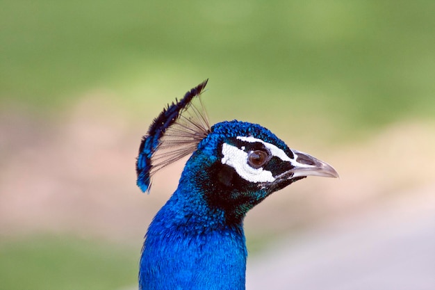 Un paon a une tête bleue et des plumes noires sur la tête.