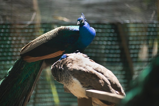 Un paon à tête bleue