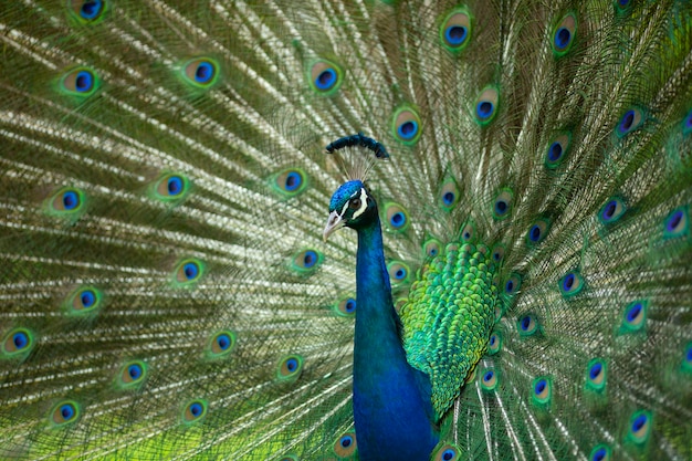 Paon vert et bleu avec des plumes ouvert