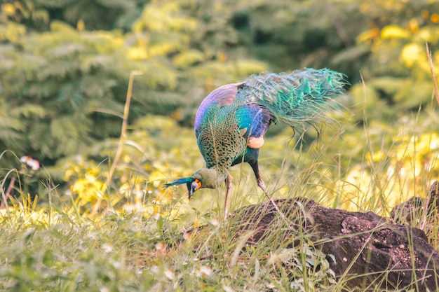 Photo les paons marchent à la recherche de nourriture dans les prairies. les paons sont de grands oiseaux de type faisans.