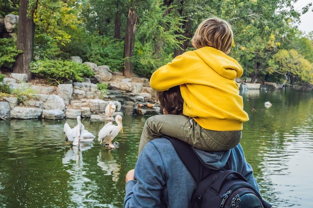 Papa et son fils regardent des pélicans sur l'étang