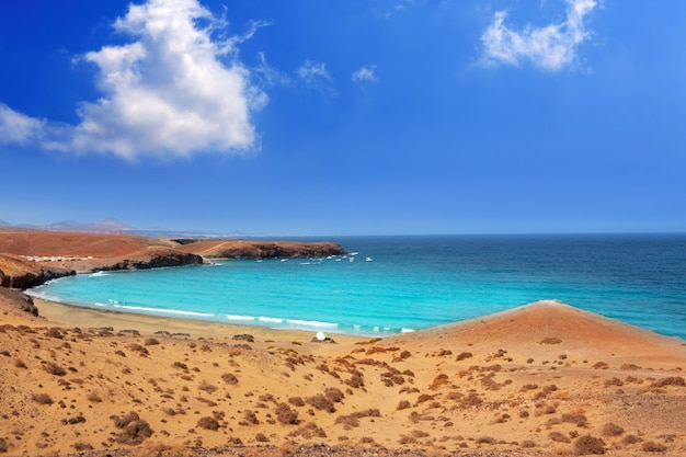 Papagayo caleta del Congrio à Lanzarote