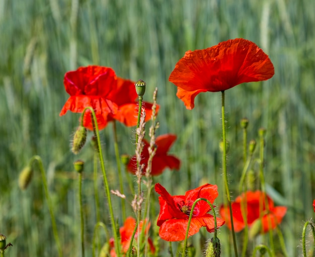 Papaver. Coquelicots rouges dans la prairie ensoleillée.