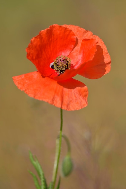 Papaver est un genre de plantes angiospermes, communément appelées coquelicots, qui appartiennent aux Papaveraceae