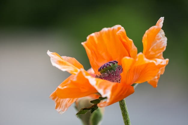 Papaver fleur de pavot orange somniferum bouchent