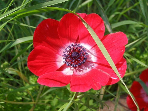 Papaver plante Papaveraceae fleur rouge