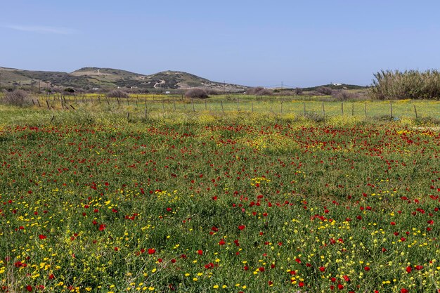 Le papaver rhoeas rouge avec des bourgeons à la lumière du soleil