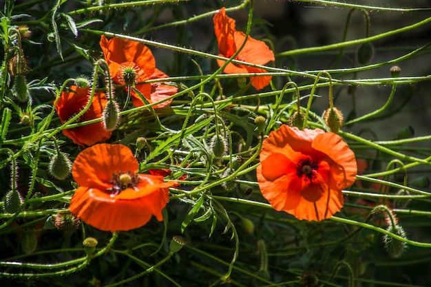 Papaver rhoeasdromefrance