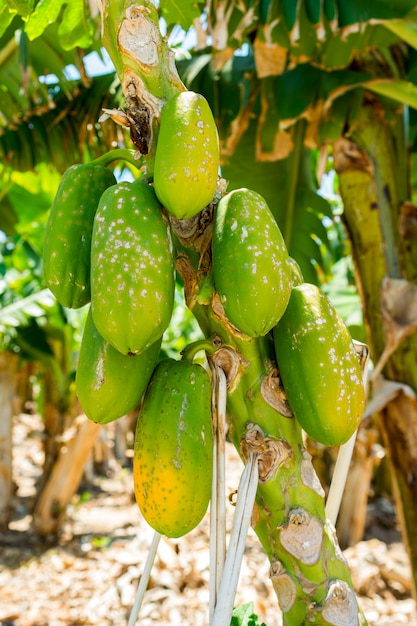 Papaye sur l'arbre