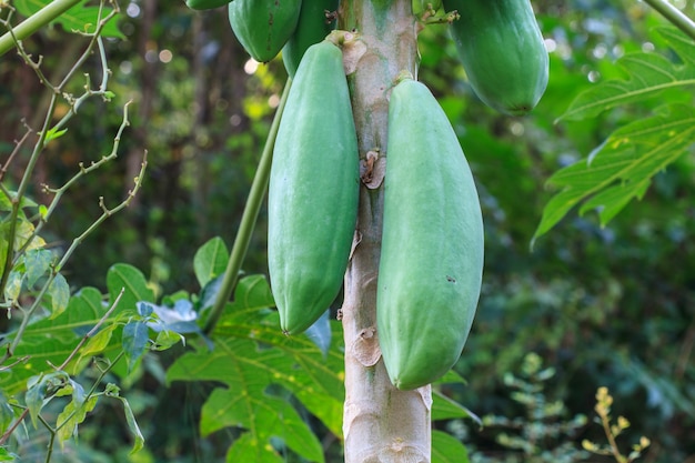 Papaye sur l&#39;arbre