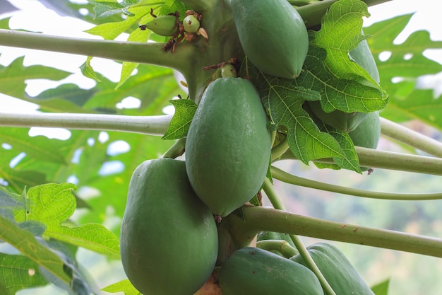 Papaye sur l&#39;arbre