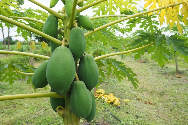 Papaye crue sur un arbre dans une ferme agricole