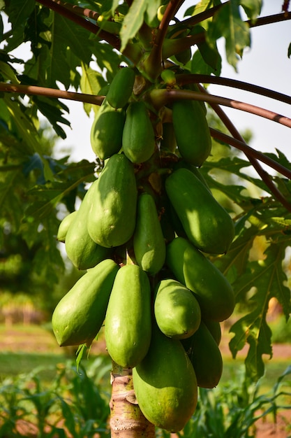 Papaye Fruits de papaye dans un jardin en Thaïlande