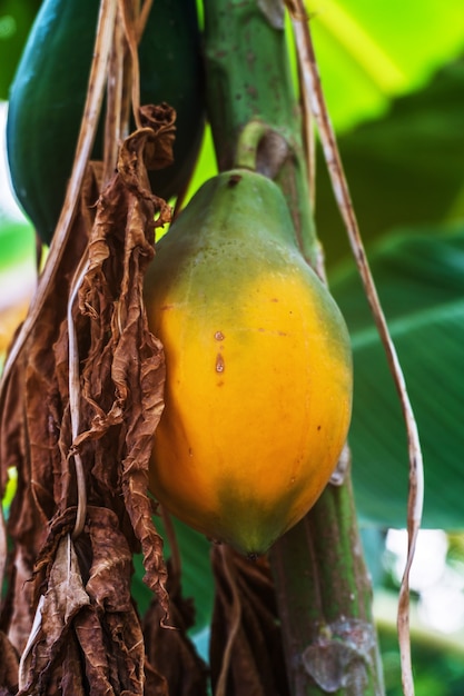 Papaye mûre pendre à un arbre, fruit tropical