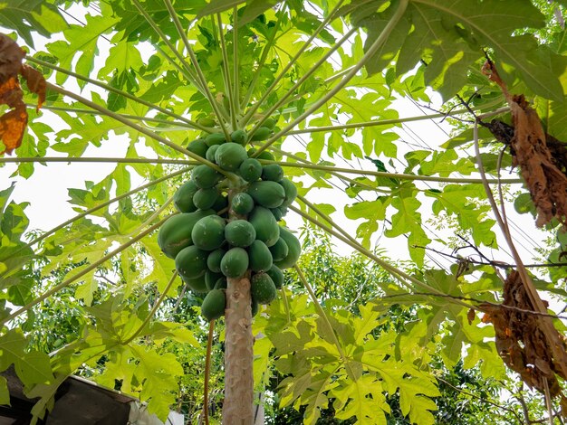 Un papayer avec de nombreux fruits verts non mûrs