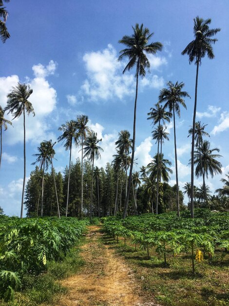 Photo des papayes et des cocotiers derrière la forêt de pins