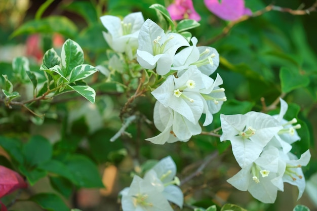 Paperflower ou Bougainvillea gabra dans jardin Bunga bougenville kembang kertas